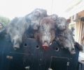 Ζητούν να απαγορευτεί το κυνήγι του αγριογούρουνου στη Θεσπρωτία